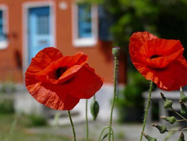 Foto nahaufnahme einer orangenmoffblüte