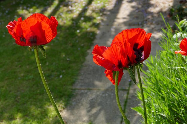 Foto nahaufnahme einer orangenmoffblüte