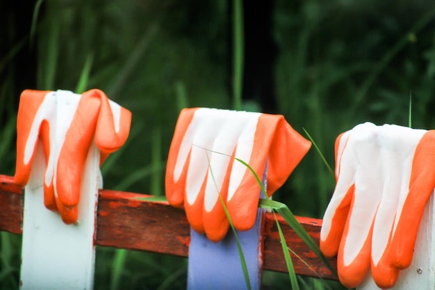 Nahaufnahme einer Orangenpflanze