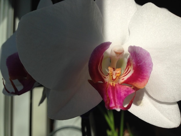 Foto nahaufnahme einer orchidee zu hause