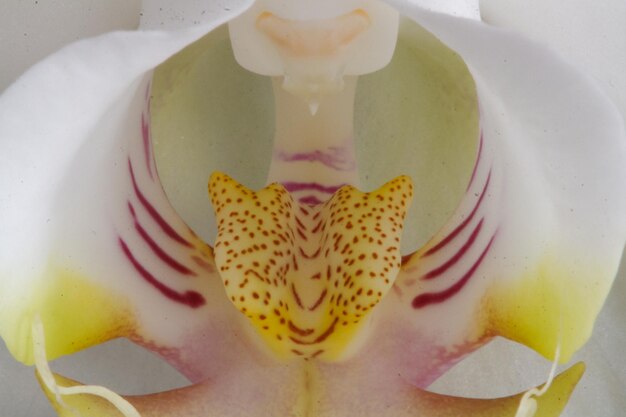 Foto nahaufnahme einer orchidee