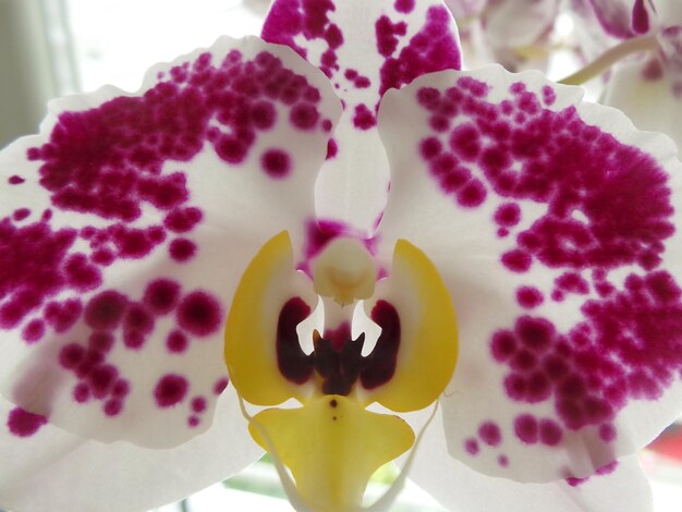 Foto nahaufnahme einer orchidee