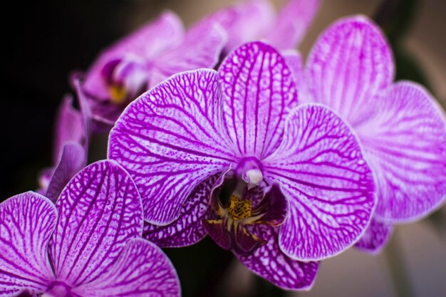 Foto nahaufnahme einer orchidee