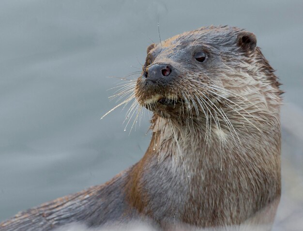 Foto nahaufnahme einer otter im see