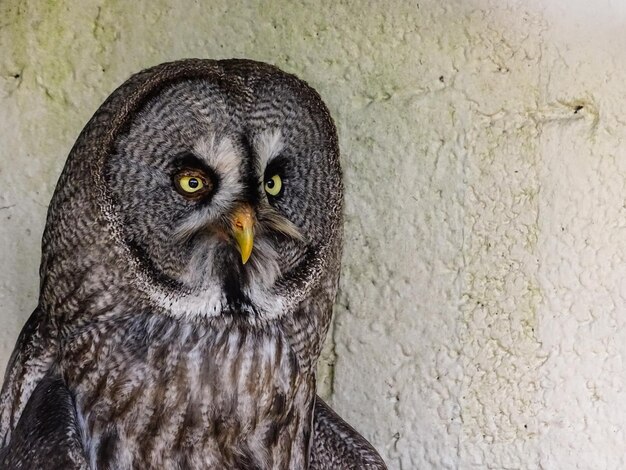 Foto nahaufnahme einer owl, die aufsitzt