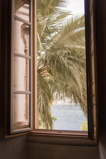 Nahaufnahme einer Palm durch ein Fenster