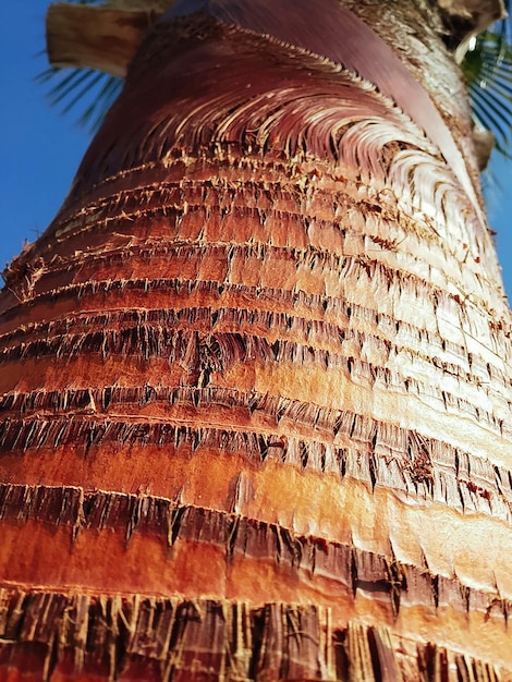 Foto nahaufnahme einer palme vor strahlend blauem himmel