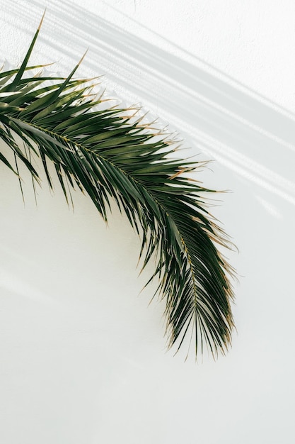 Nahaufnahme einer Palme vor weißem Hintergrund