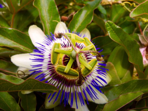 Foto nahaufnahme einer passionsblume, die im freien blüht