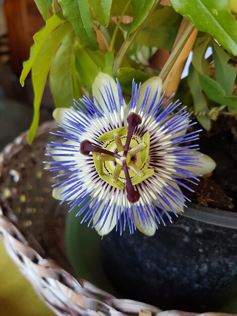 Foto nahaufnahme einer passionsblume, die im freien blüht