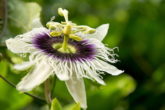 Foto nahaufnahme einer passionsblume, die im freien blüht