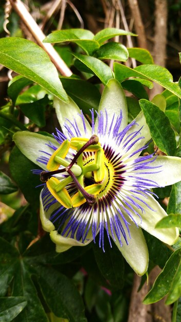 Foto nahaufnahme einer passionsblume, die im garten blüht