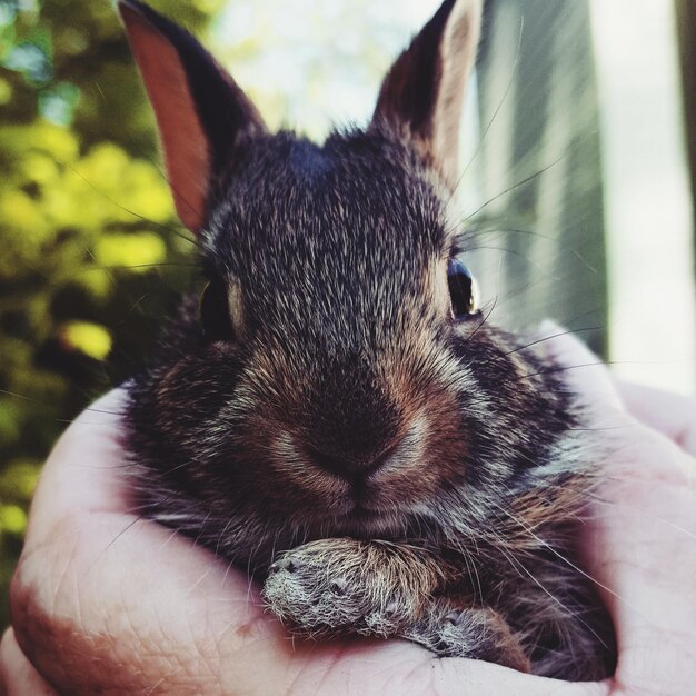 Foto nahaufnahme einer person, die ein wildes kaninchen hält