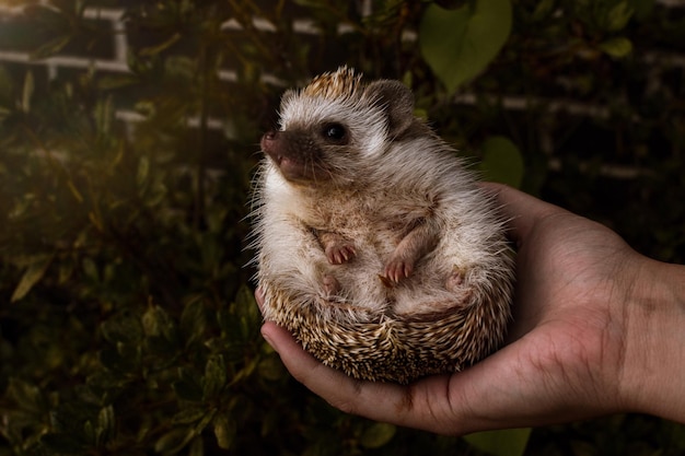 Foto nahaufnahme einer person, die einen igel hält