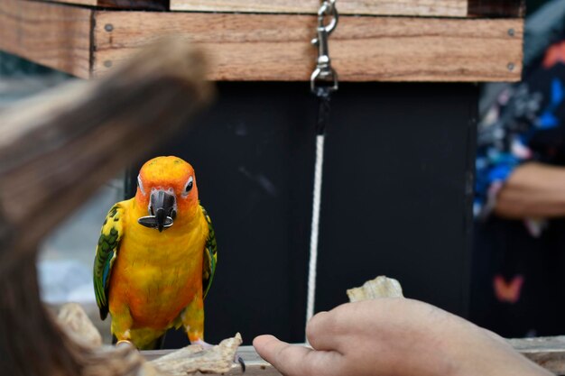 Foto nahaufnahme einer person, die einen vogel in der hand hält