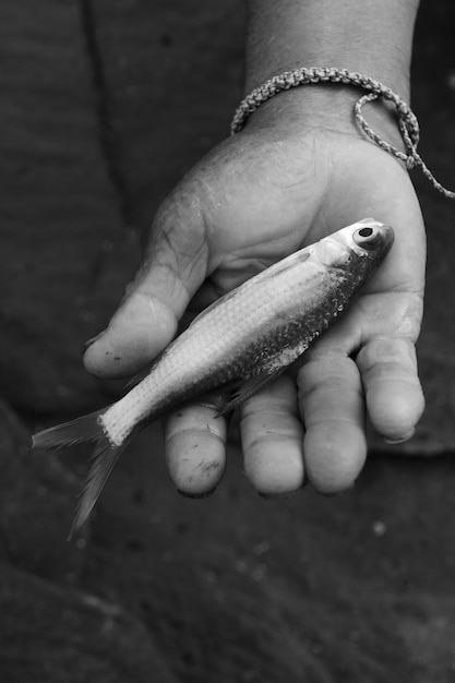 Foto nahaufnahme einer person, die fische hält