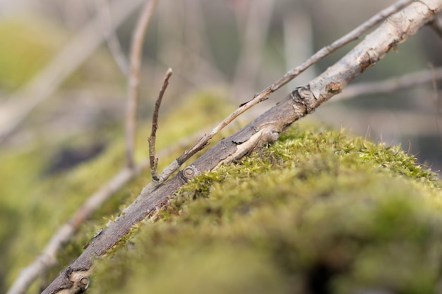 Foto nahaufnahme einer pflanze auf moos