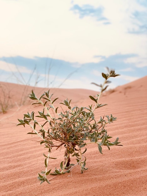 Foto nahaufnahme einer pflanze auf sand gegen den himmel