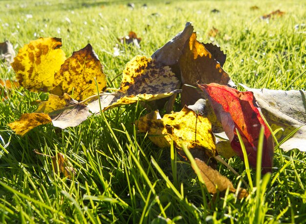 Foto nahaufnahme einer pflanze, die auf einem grasfeld wächst