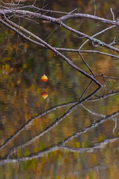 Foto nahaufnahme einer pflanze, die im see wächst