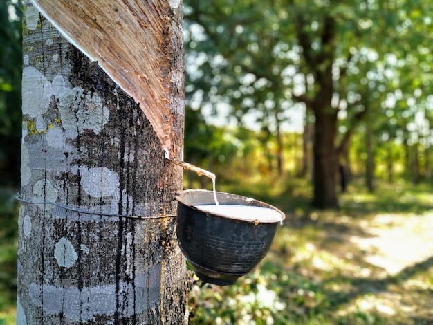 Foto nahaufnahme einer pflanze, die im wald am baumstamm hängt