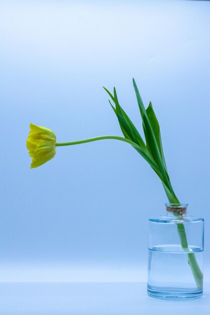 Nahaufnahme einer Pflanze in einer Vase vor blauem Hintergrund