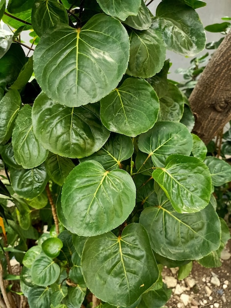 Nahaufnahme einer Pflaumen-Aralia-Pflanze