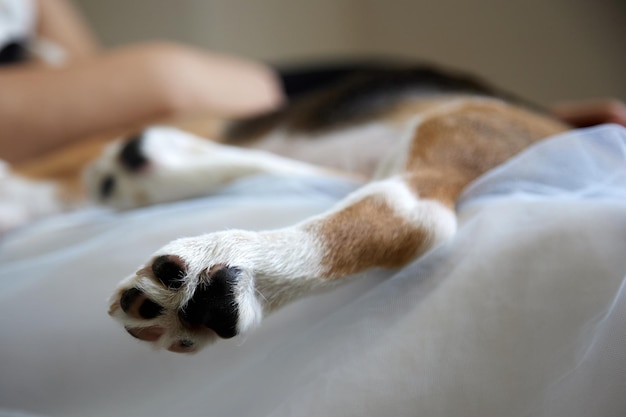 Nahaufnahme einer Pfote eines Hundes, die leblos von den Knien eines kleinen Mädchens hängt Haustier in einer Tierklinik