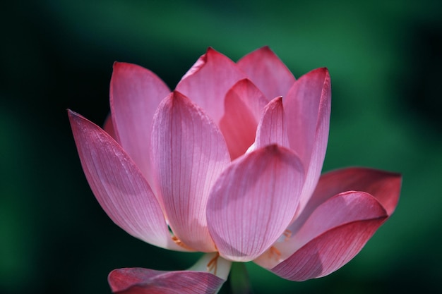 Nahaufnahme einer pinkfarbenen Lotus-Wasserlilie, die im Freien blüht