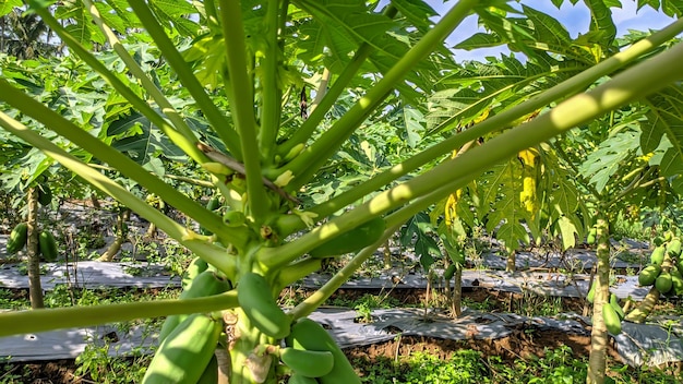 Nahaufnahme einer Plantage mit frischen und üppigen grünen Papaya-Fruchtbäumen