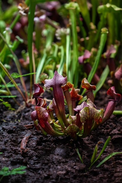 Nahaufnahme einer räuberischen Insektenfalle Blume von Sarracenia Latin Sarracenia eine fleischfressende insektenfressende Pflanze auf einem unscharfen Hintergrund mit selektivem Fokus