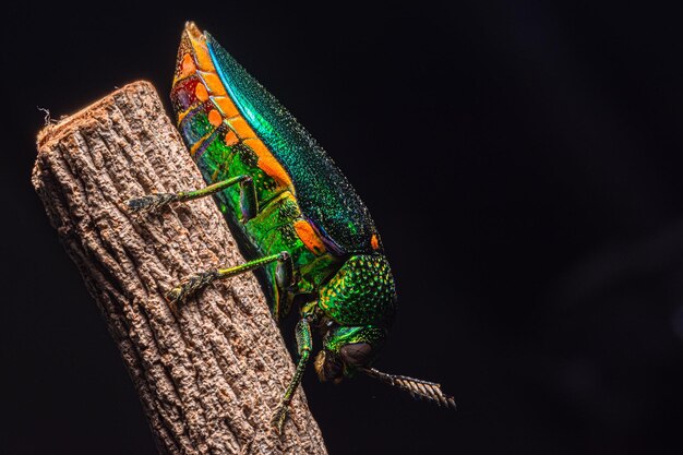 Nahaufnahme einer Raupe auf einem Blatt vor schwarzem Hintergrund