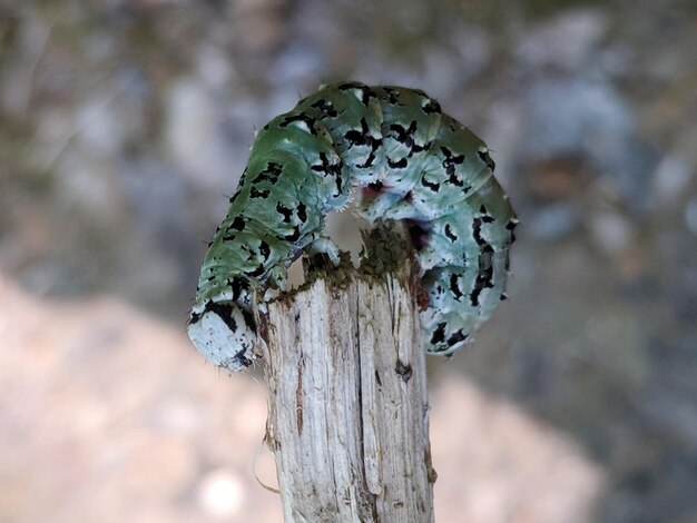 Foto nahaufnahme einer raupe auf einem stock