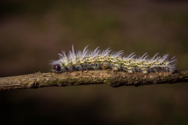 Foto nahaufnahme einer raupe auf einer pflanze