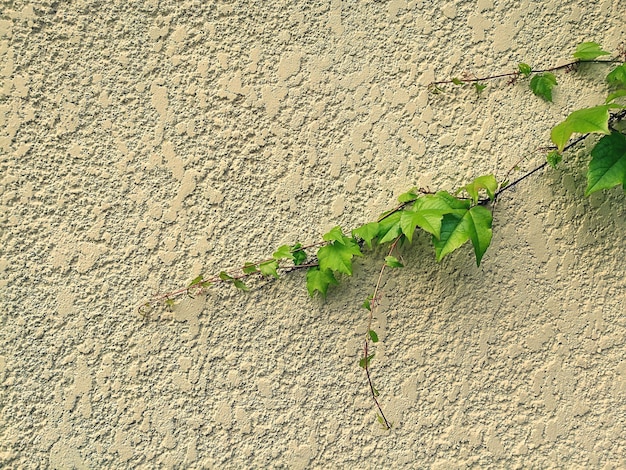 Foto nahaufnahme einer raupe