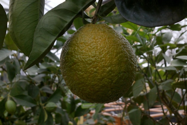 Nahaufnahme einer reifen Orange in einem Baum