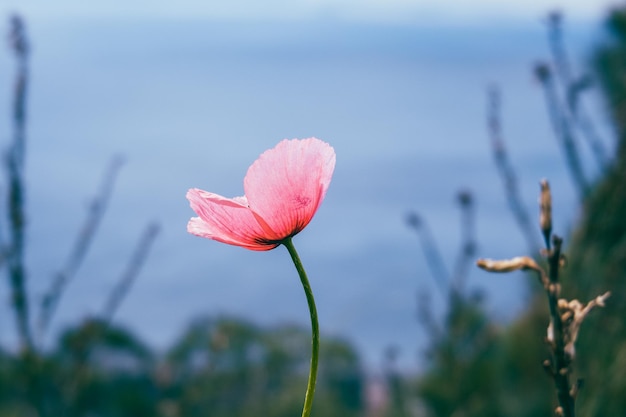 Nahaufnahme einer rosa blühenden Pflanze auf dem Feld