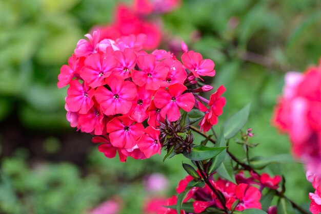 Nahaufnahme einer rosa blühenden Pflanze im Park