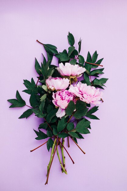 Nahaufnahme einer rosa blühenden Pflanze vor weißem Hintergrund