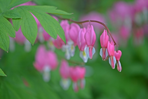 Nahaufnahme einer rosa blühenden Pflanze.