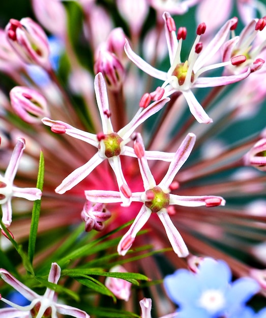 Foto nahaufnahme einer rosa blühenden pflanze