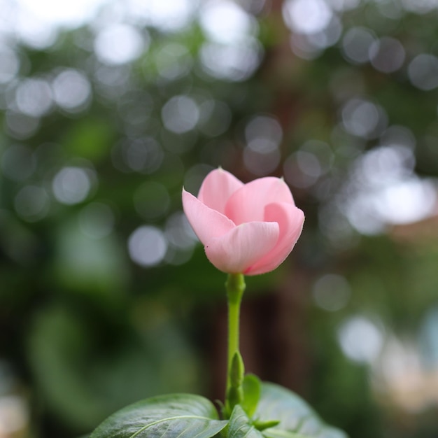 Nahaufnahme einer rosa blühenden Pflanze