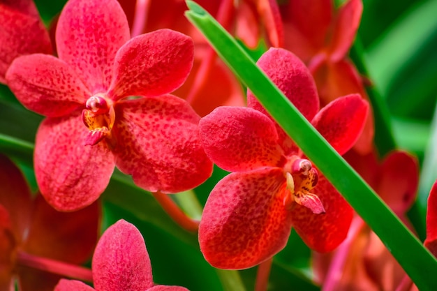 Foto nahaufnahme einer rosa blühenden pflanze