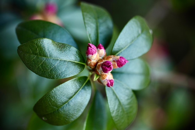 Foto nahaufnahme einer rosa blühenden pflanze