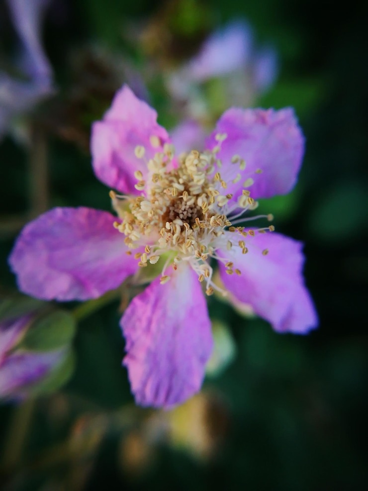 Foto nahaufnahme einer rosa blühenden pflanze