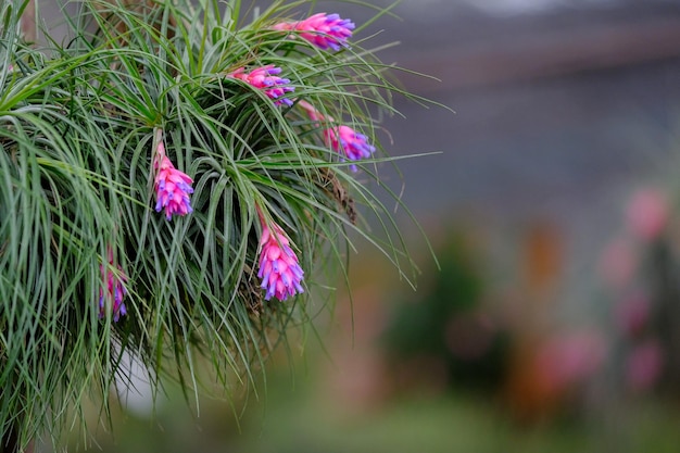 Foto nahaufnahme einer rosa blühenden pflanze