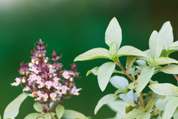 Foto nahaufnahme einer rosa blühenden pflanze