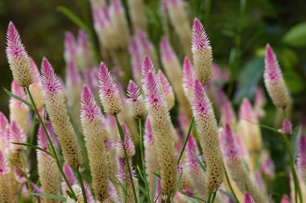 Foto nahaufnahme einer rosa blühenden pflanze