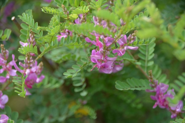 Foto nahaufnahme einer rosa blühenden pflanze