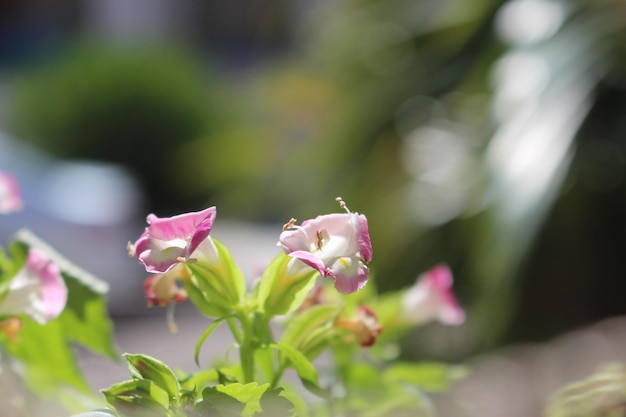 Foto nahaufnahme einer rosa blühenden pflanze